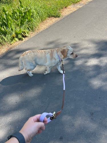Customer photo review of Biothane Traffic Handle Dog Leash