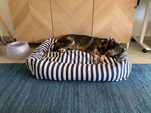 Customer photo review of Divanetto Cotone Premium Righe Larghe Navy