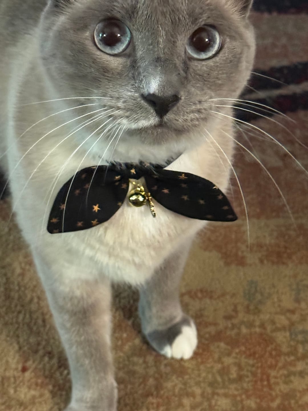 Customer photo review of Green Candy Cane Cat Collar with Charm