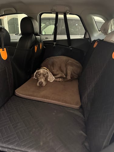 Customer photo review of Housse de voiture pour chien - K9 GuardShield : protection intégrale