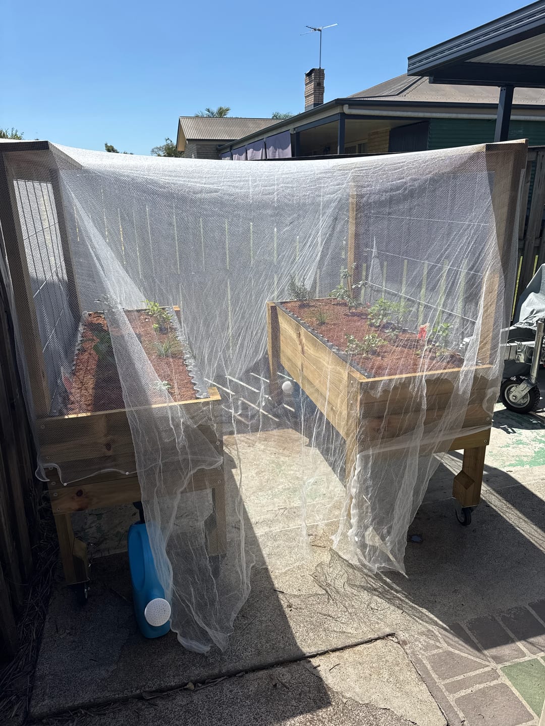 Customer photo review of LARGE Raised Garden Bed with Trellis, Pot Shelf & Wheels - Timber 157x60x80cm(h)