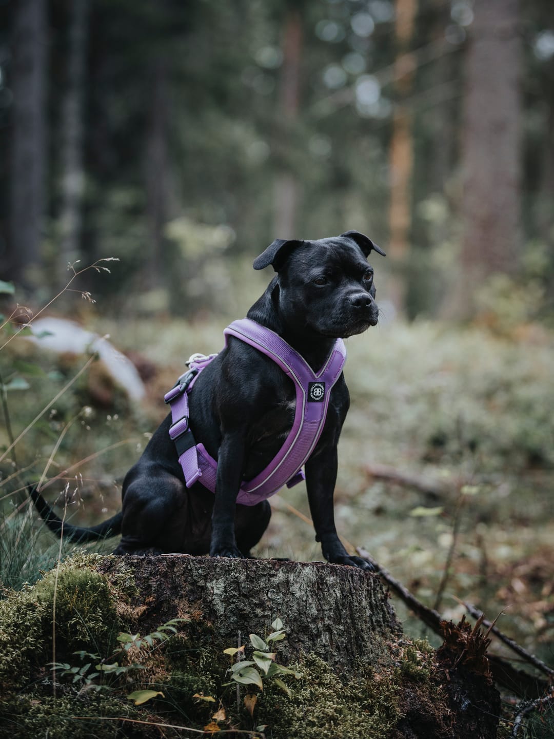 Customer photo review of Slip on Harness | Foam Padded - Purple