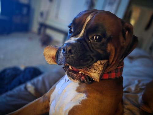 Customer photo review of Gift Bundle: 2 Large Yak Chews and a 6" Hickory Smoked Bully Stick