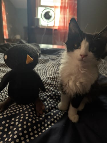 Customer photo review of PIERRE, LE MERLE