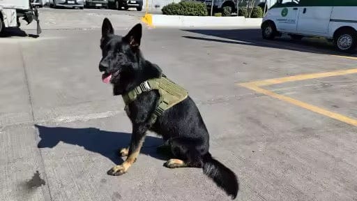 Customer photo review of Striker Military-Grade Tactical No-Pull Harness V4