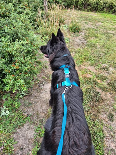 Mirjam K. review of Training Anti Pull TRI-Harness® | M-XL Breeds - Light Blue image 1 out of 1