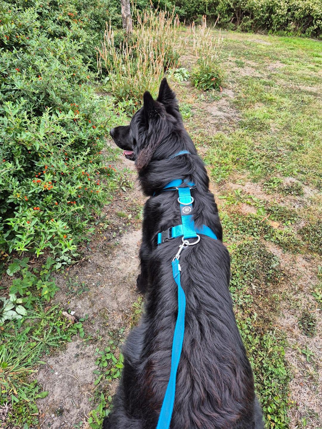 Customer photo review of Training Anti Pull TRI-Harness® | M-XL Breeds - Light Blue