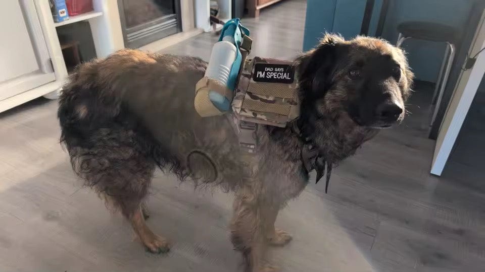 Customer photo review of Striker Military-Grade Tactical No-Pull Harness V4