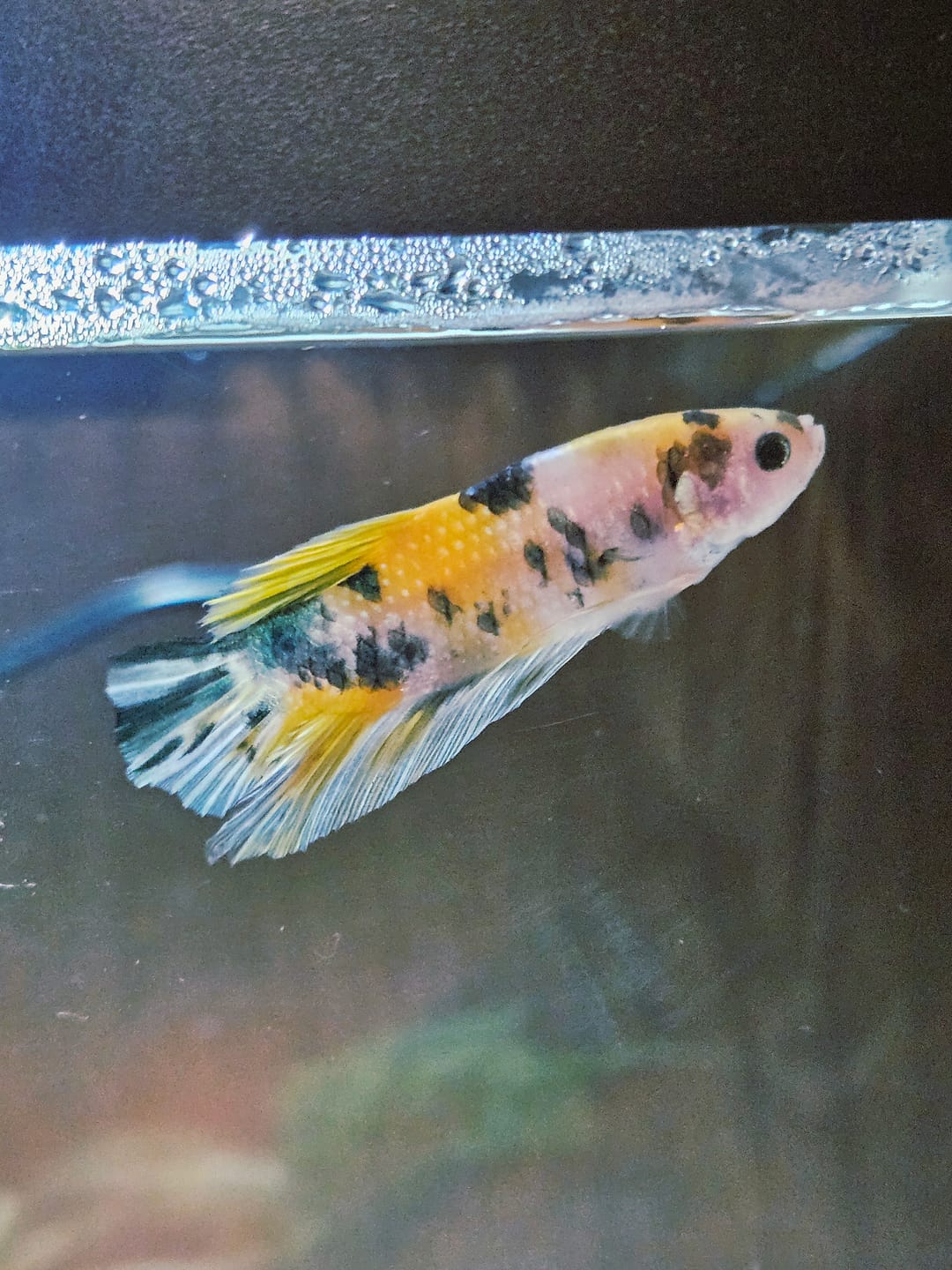 Customer photo review of Metallic Plakat Betta Fish | You Pick Betta | Show Grade