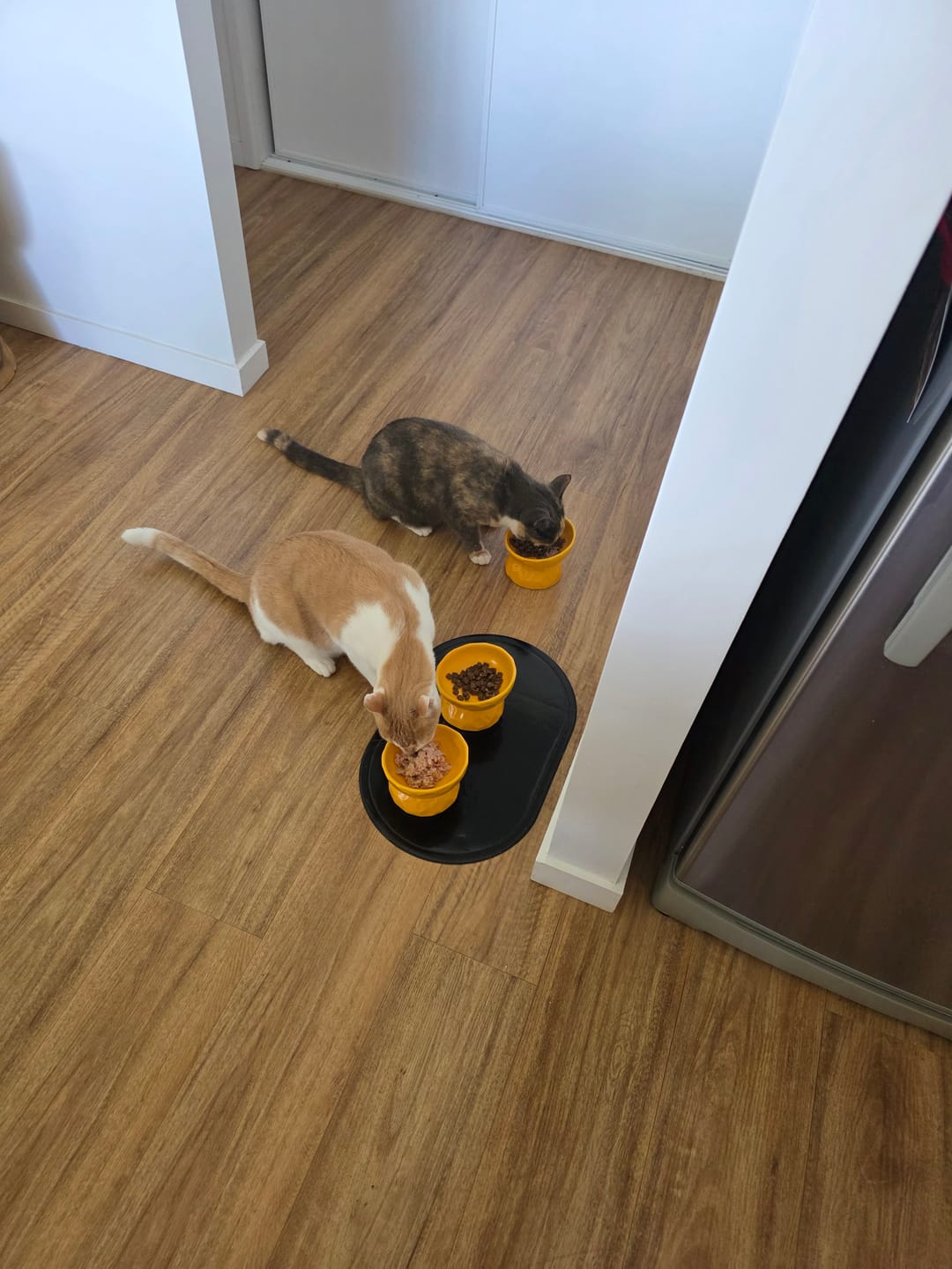 Customer photo review of Tilting Ceramic Cat Bowls With Uneven Texture