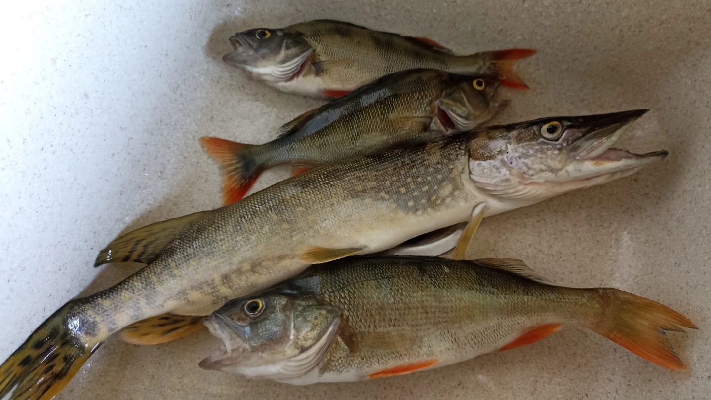 Customer photo review of Vielseitiges Minnow-Köderset