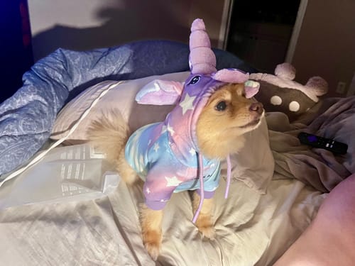 Customer photo review of Halloween Dog Hoodie - Unicorn