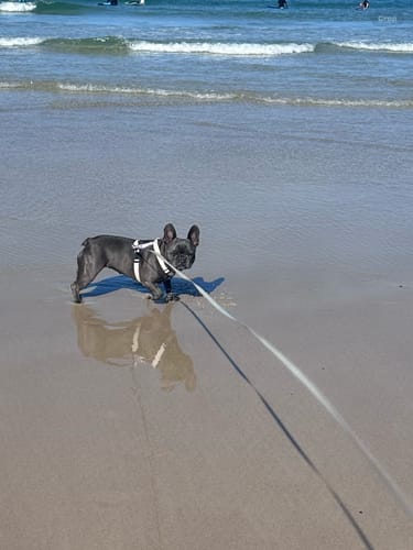 Customer photo review of Valora Ultra-Lightweight H-Shaped Escape-Proof Dog Harness and Leash Set