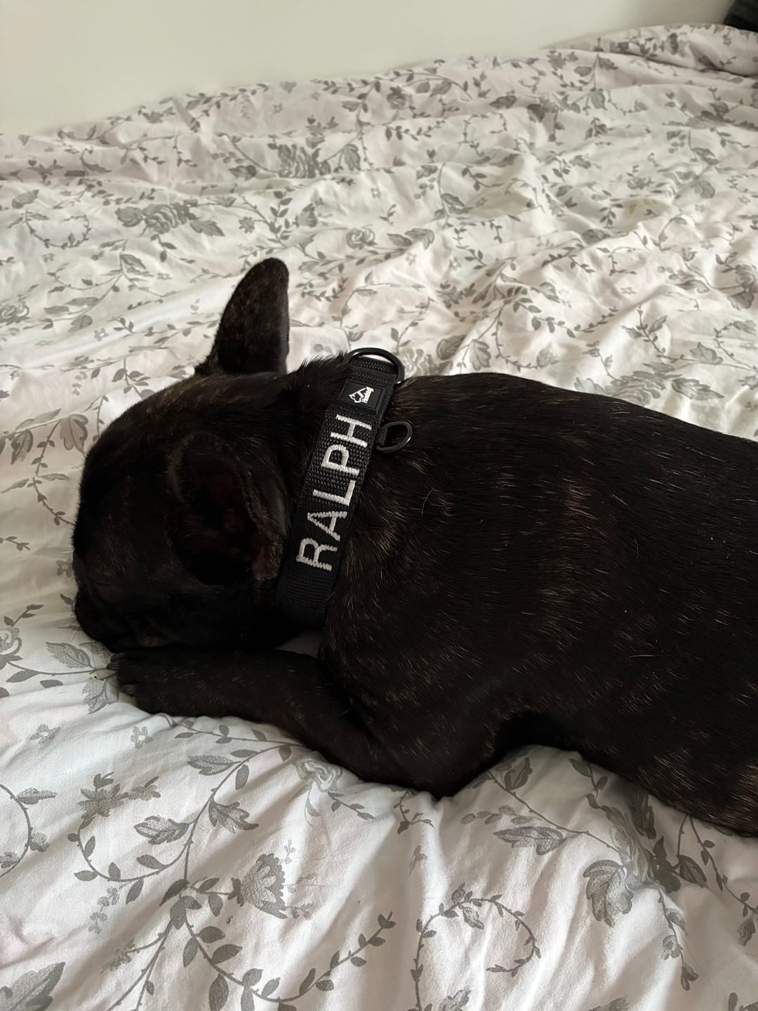 Customer photo review of Hundhalsband med namn, 2.5cm brett