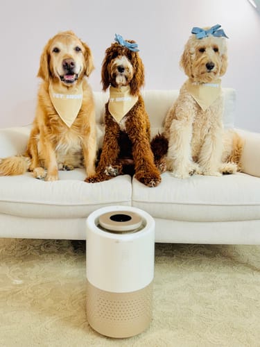Customer photo review of Pet Air Purifier