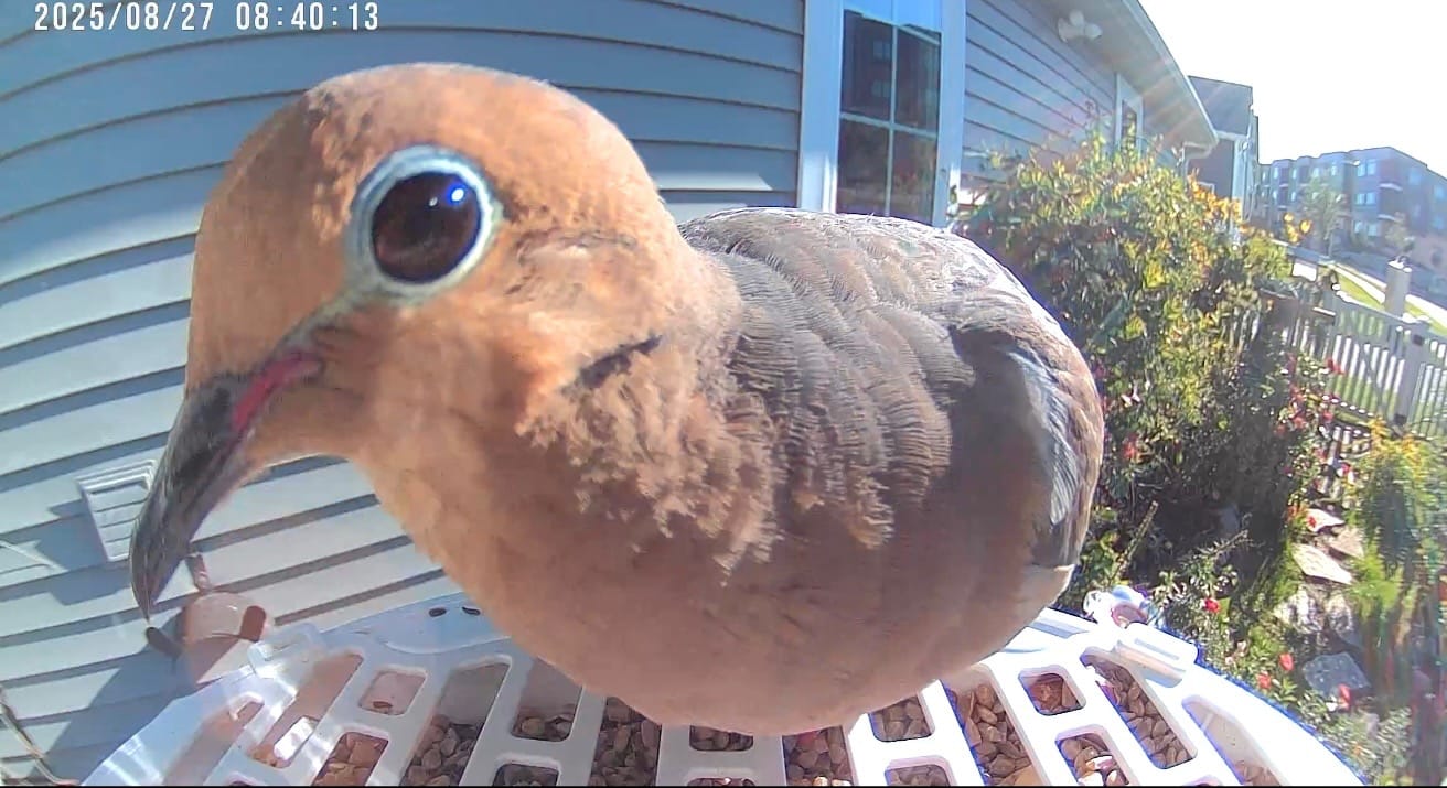 Customer photo review of Birdfy Shield - Bird Feeder Shield
