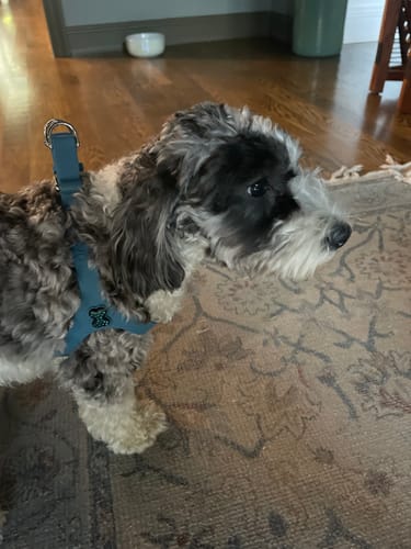 Customer photo review of Boneflex Harness Silver