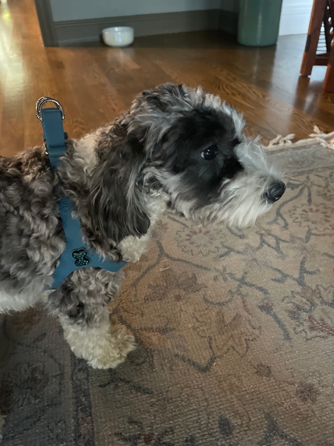 Customer photo review of Boneflex Harness Silver