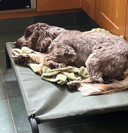 Customer photo review of HiK9 Bed with Olive Mesh Cover