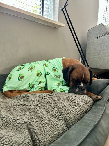 Customer photo review of Dog Pajama - Avocado
