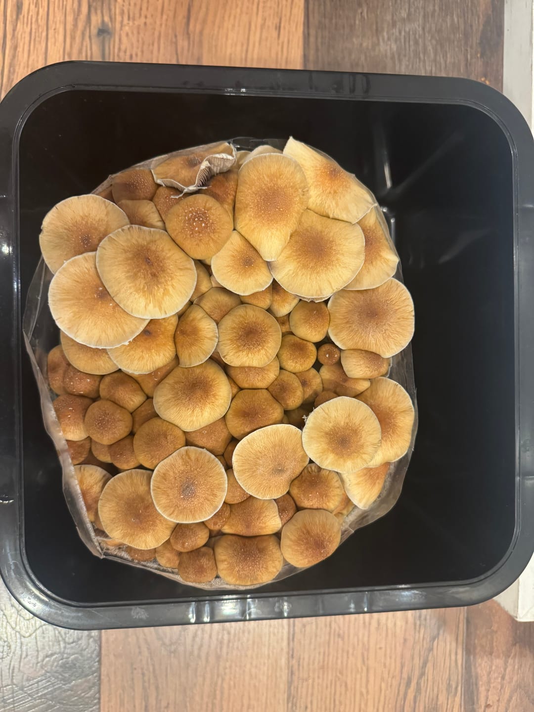 Customer photo review of 'Mark 1' Small Mushroom Monotub Package