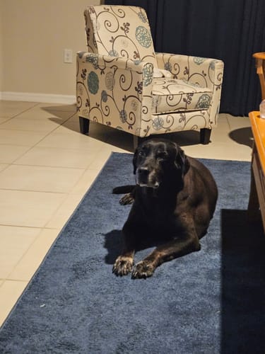 Customer photo review of Petsmont Buddy Guard Large Dog