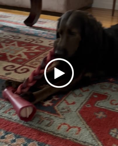 Customer video review of 12 Inch Thick Bully Stick