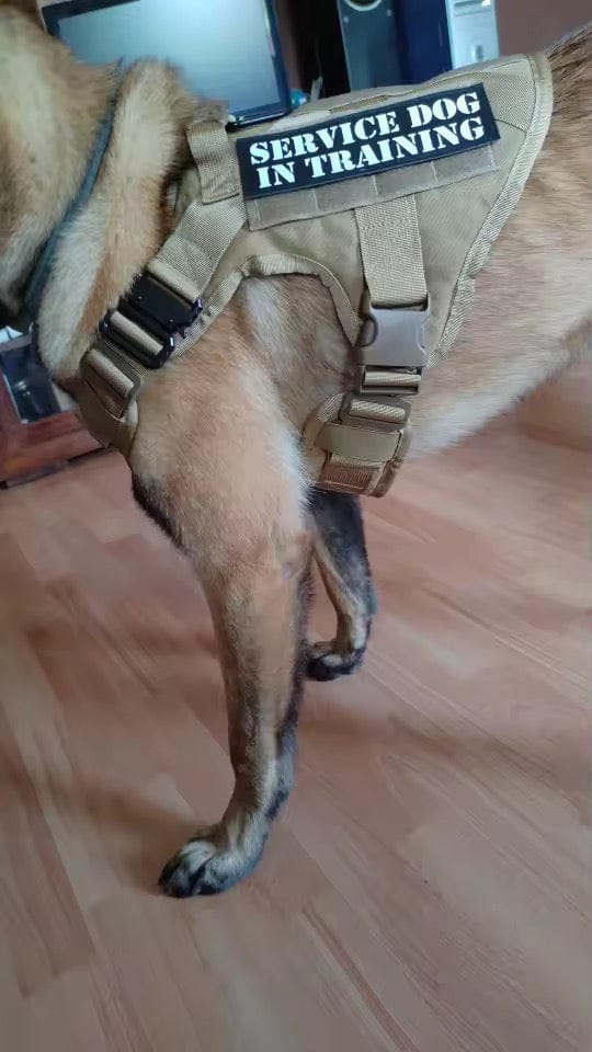Customer photo review of Striker Military-Grade Tactical No-Pull Harness V4