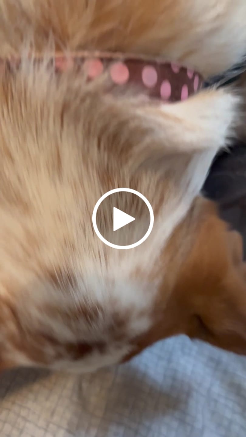 Customer video review of Bone Refills Dog Meat 90 Grams (4 Pack)®