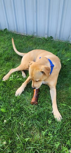 Dolly the American Pit Bull mix with her smoked marrow bone, customer photo