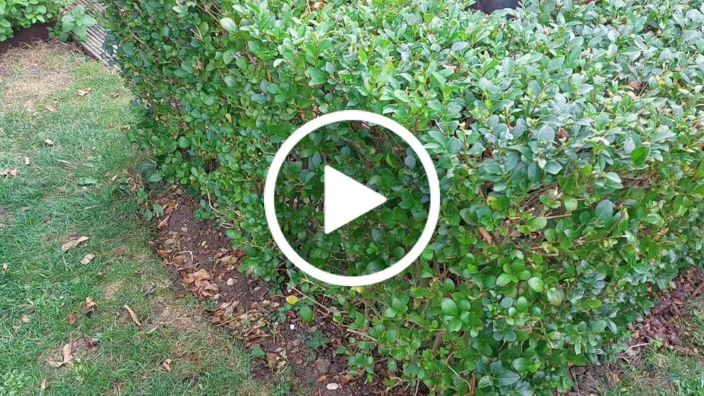 Customer video review of 18V Cordless Hedge Trimmer 560mm