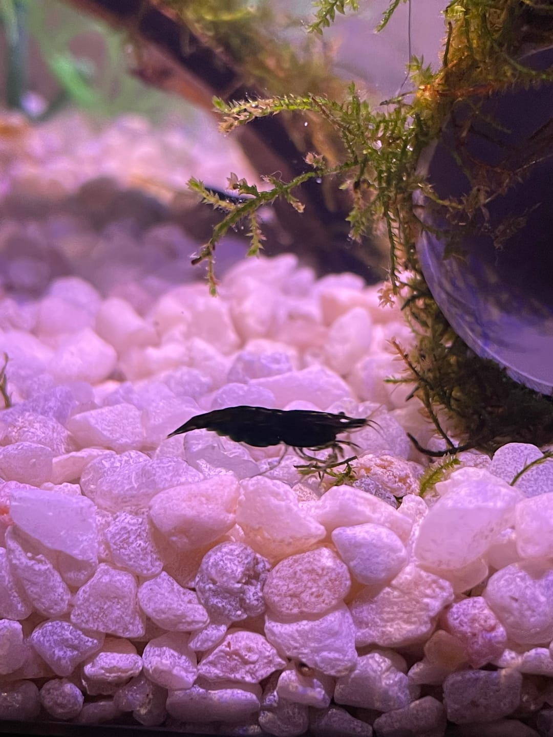 Customer photo review of Green Jade Shrimp