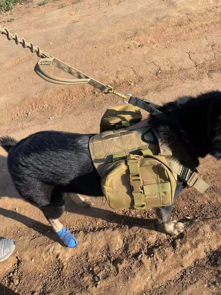 Customer photo review of Striker Military-Grade Tactical No-Pull Harness V4