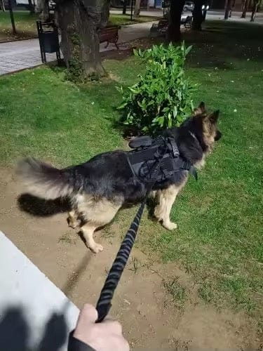 Customer photo review of Striker Military-Grade Tactical No-Pull Harness V4