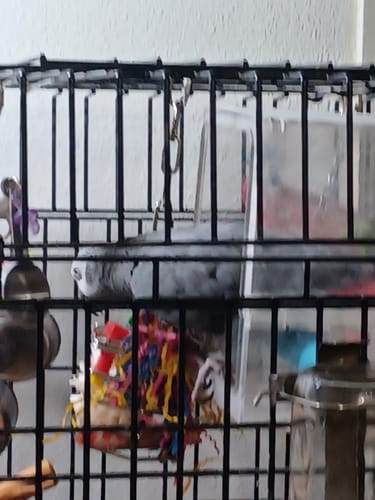 Customer photo review of 00197 Large Stainless Steel Baffle Cage 6X6