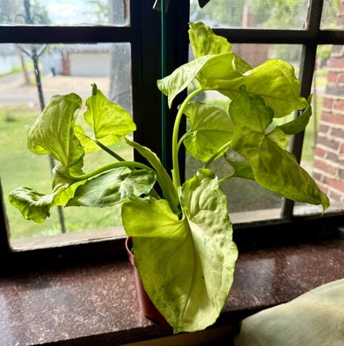 Customer photo review of Philodendron Orange Marmalade