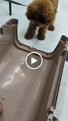 Customer video review of FunFunPet 高機能ハーネス（お名前タグ作成サービス付き）