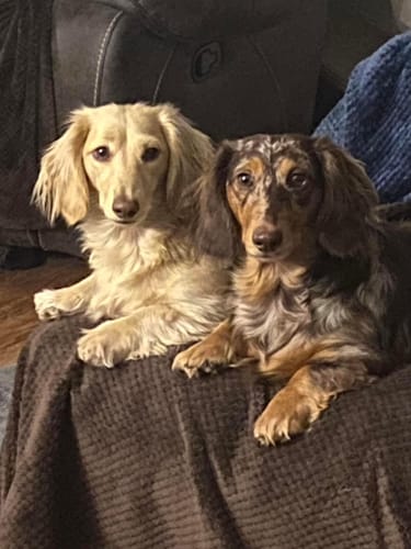 Customer photo review of 6 Inch Thick Bully Stick