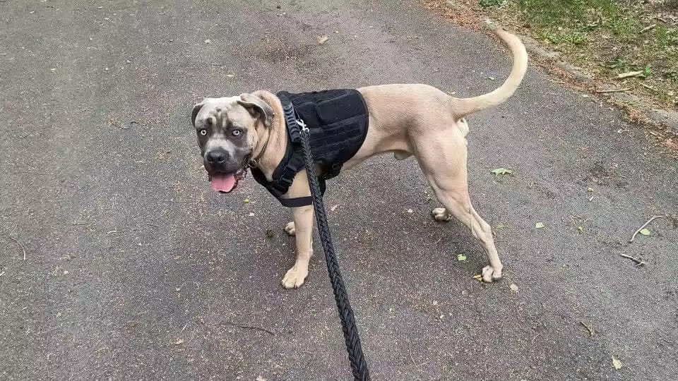 Customer photo review of Striker Military-Grade Tactical No-Pull Harness V4