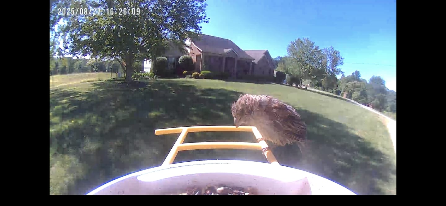 Customer photo review of Birdfy Feeder with Solar Panel - Solar-Powered Smart Bird Feeder with Camera