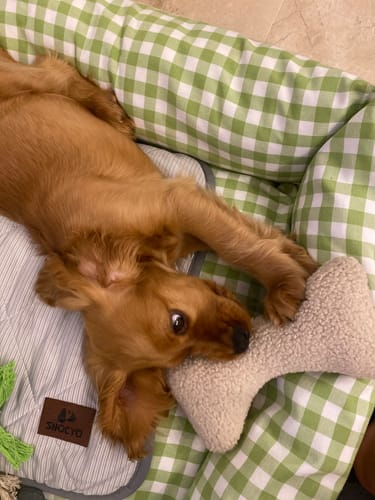 Customer photo review of Gioco Osso Bouclé