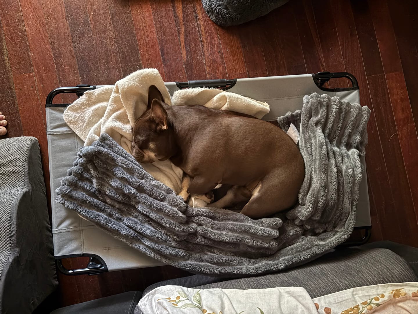 Customer photo review of PaWz Raised Dog Bed – Foldable Elevated Trampoline