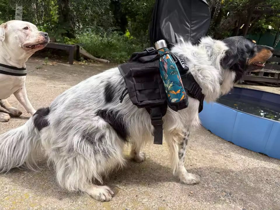 Customer photo review of Striker Military-Grade Tactical No-Pull Harness V4