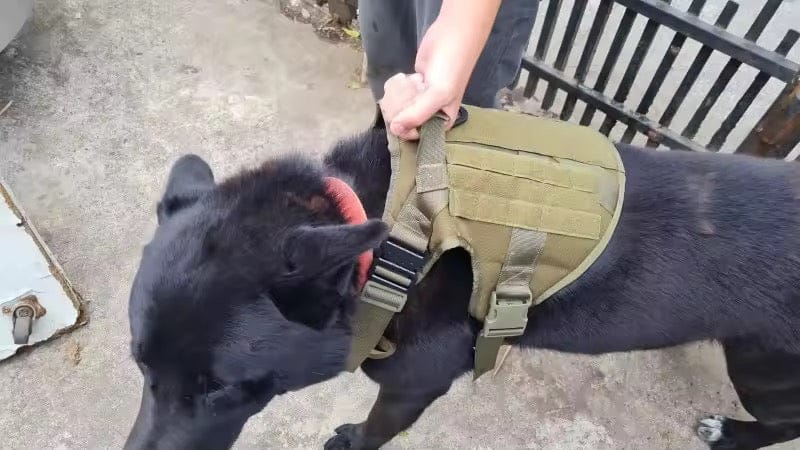 Customer photo review of Striker Military-Grade Tactical No-Pull Harness V4