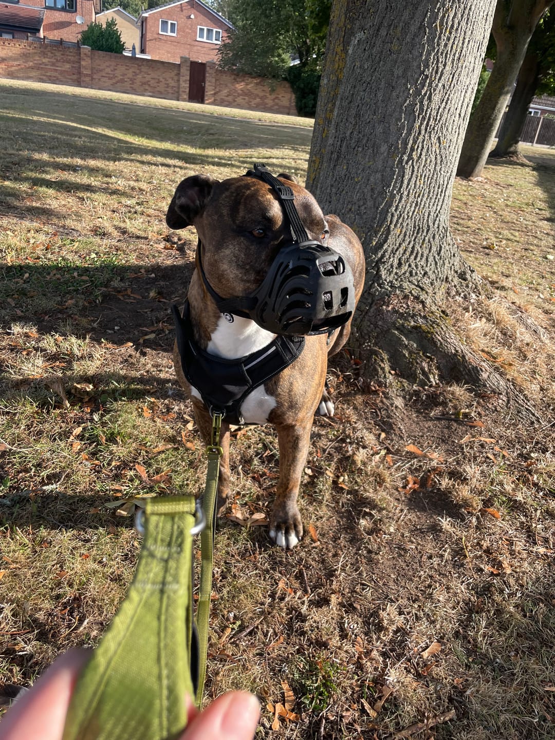 Customer photo review of Ladder Combat® Multiple Handles Lead - Olive Green