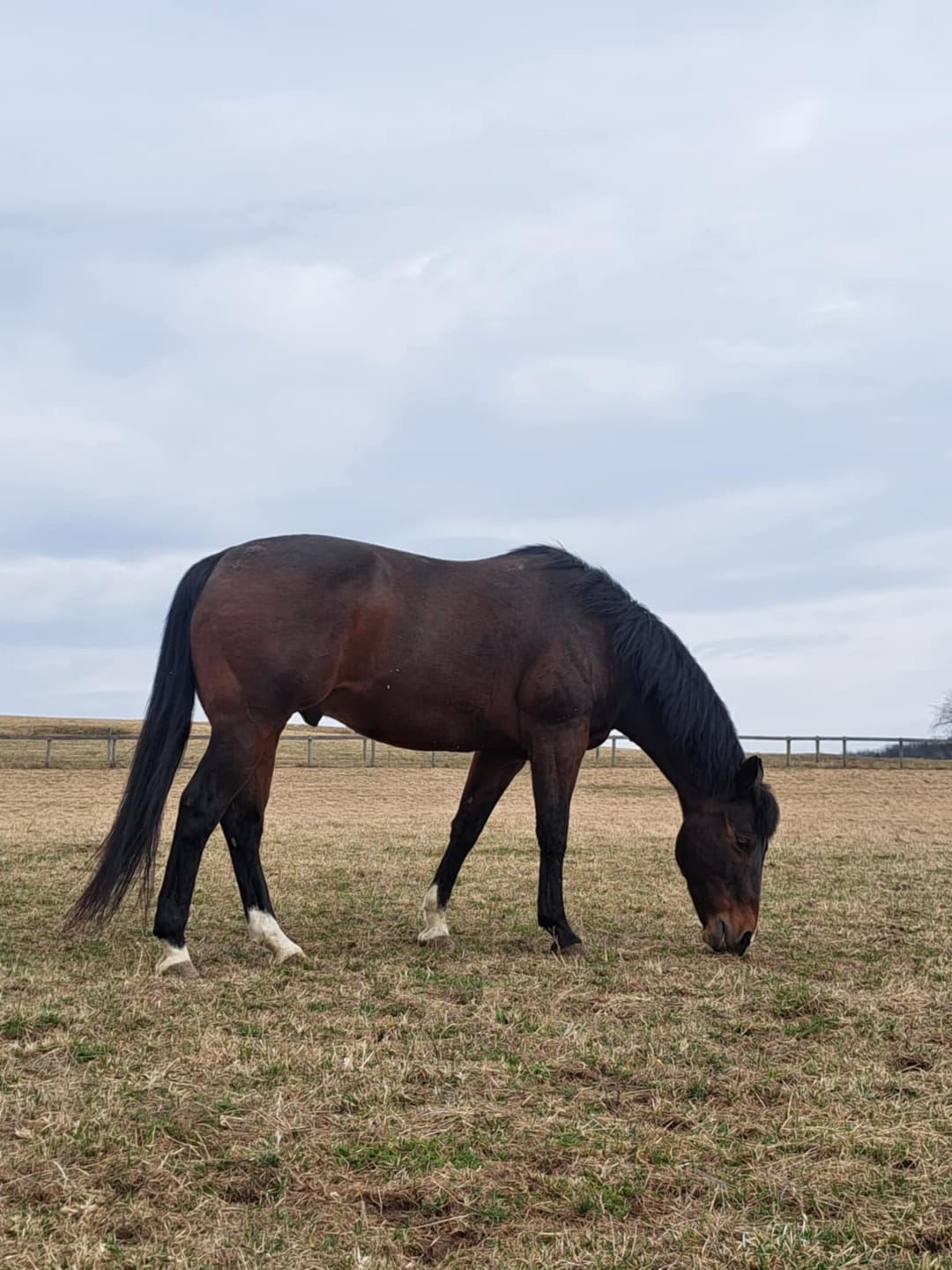 Customer photo review of Digestive HP