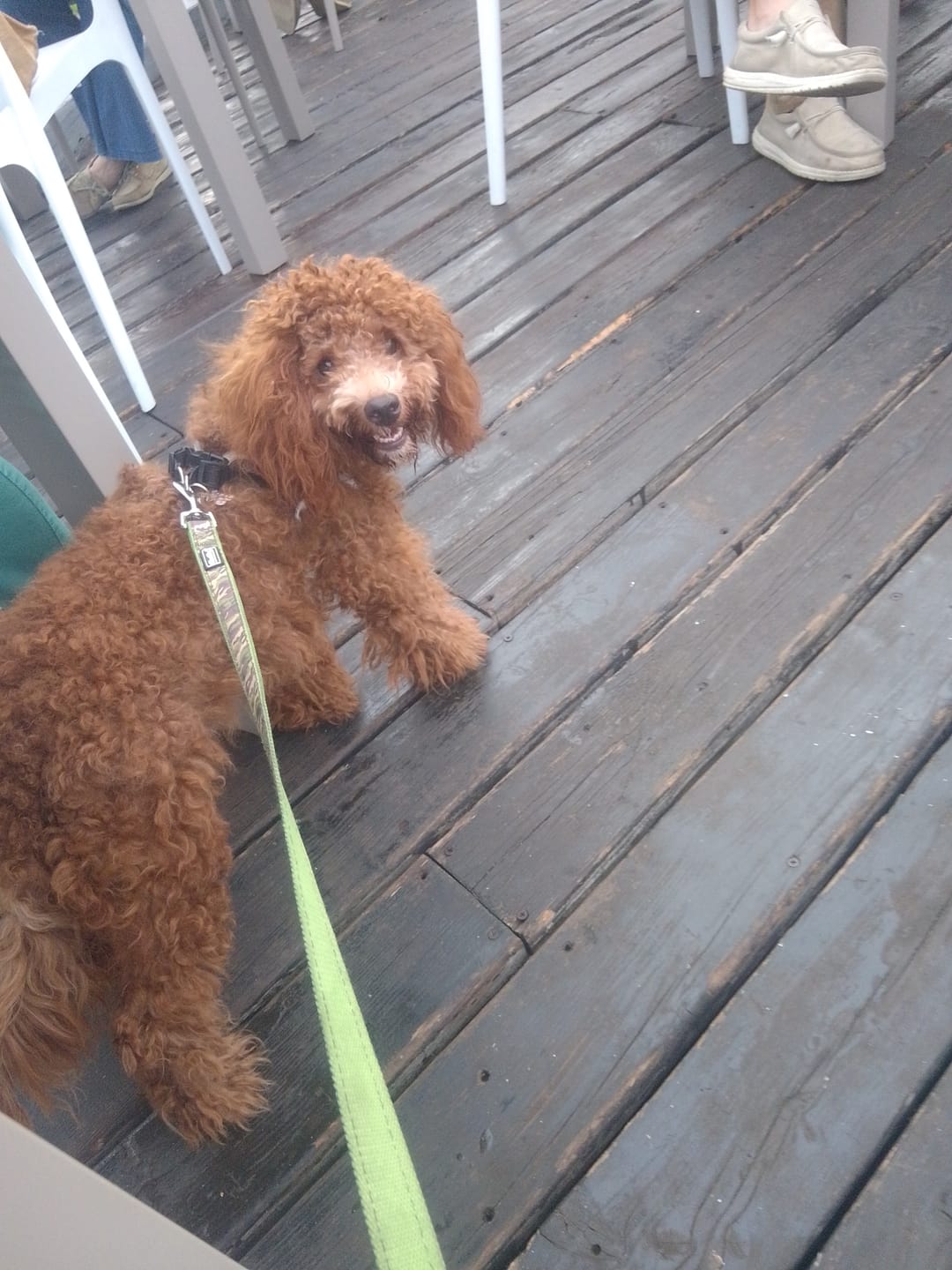 Customer photo review of Torta Per Cani Happy Birthday