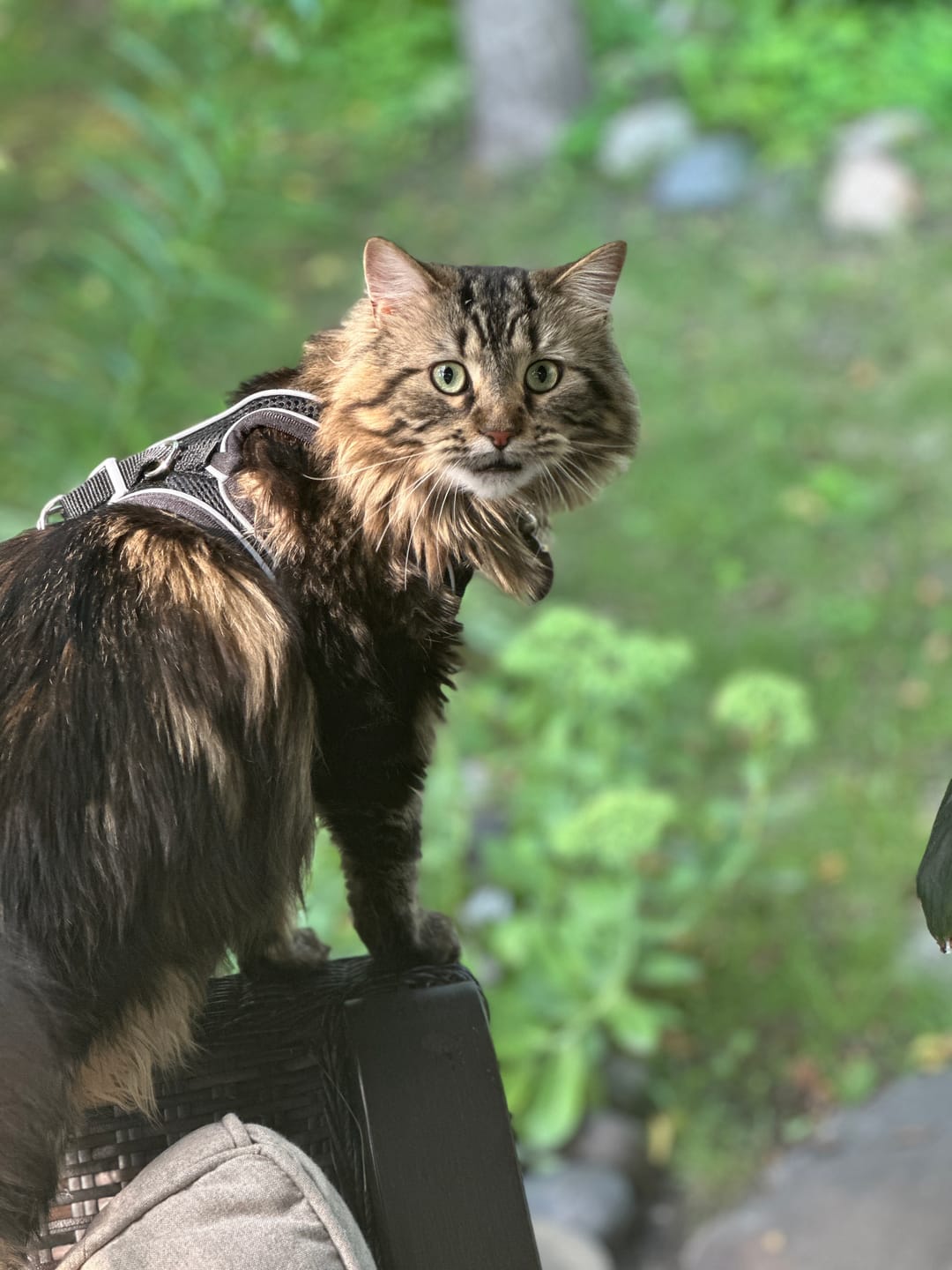 Customer photo review of Explorer Harness | Less boredom. More discovery. A better life for your indoor cat.