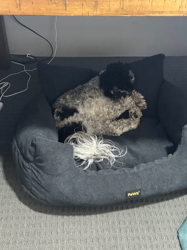 Customer photo review of Dog Car Booster Seat