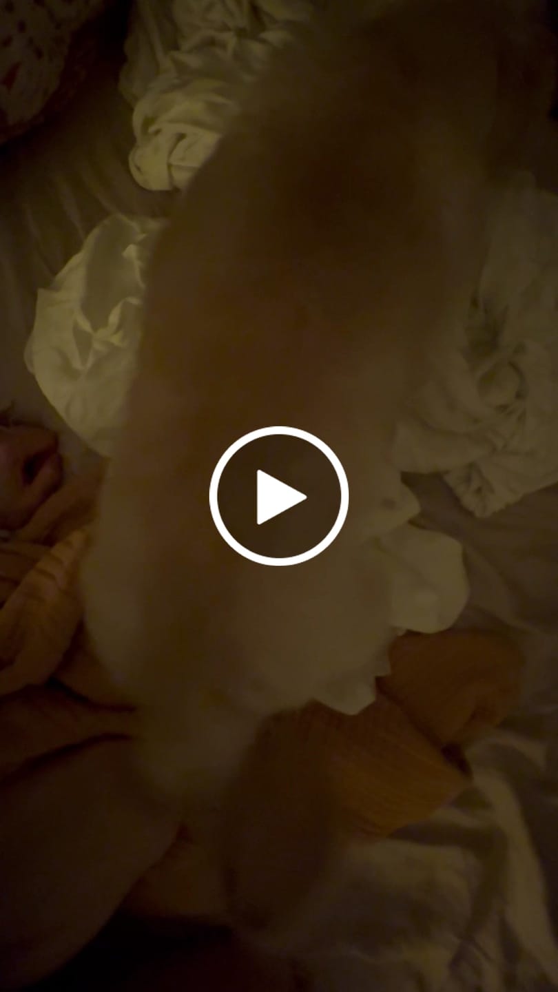 Customer video review of Mini Pork Bullys For Dogs of All Sizes